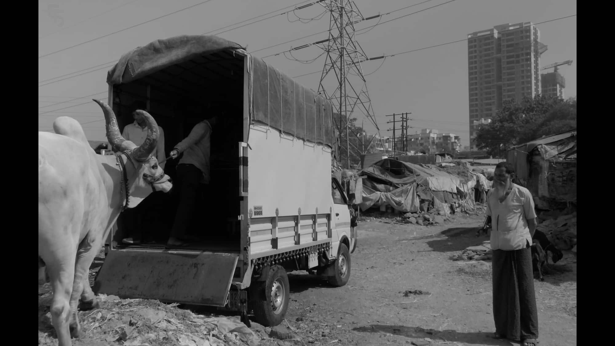“The Old Bull Knows, Or Once Knew,” Director: Milan Kumar.